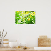 (昆虫)オオカバマダラ、モナーク食べ物を与えキャタピラーズオンミルクウィード ポスター (キッチン)