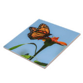 (昆虫)オオカバマダラ、モナーク食べ物を与え蝶のオレンジの花 タイル (側面)