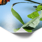 （昆虫）オオカバマダラ、モナーク食べ物を与え蝶のオレンジの花 フォトプリント            (角)