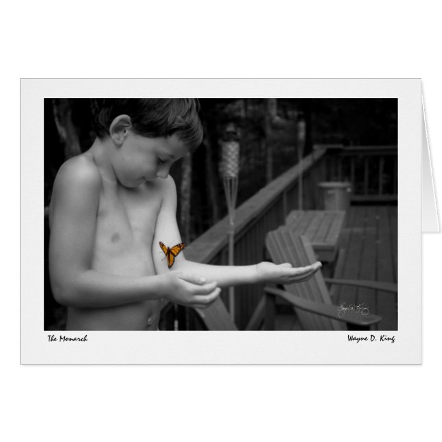 （昆虫）オオカバマダラ、モナーク (正面横)