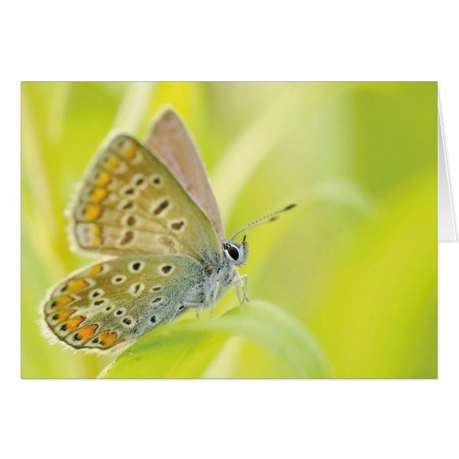 （昆虫）オオカバマダラ、モナーク (正面横)