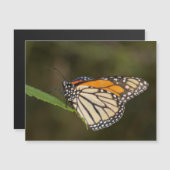 （昆虫）オオカバマダラ、モナーク (正面/裏面)