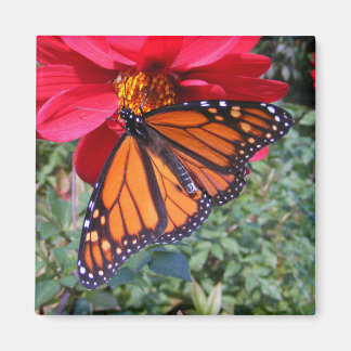 （昆虫）オオカバマダラ、モナーク4 ～磁石 マグネット