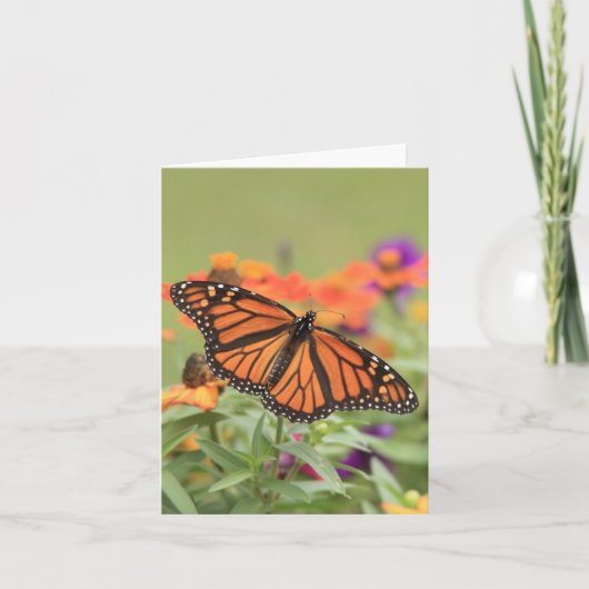 （昆虫）オオカバマダラ、モナーク カード (正面)