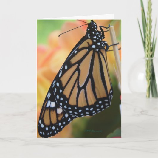 （昆虫）オオカバマダラ、モナーク カード (正面)