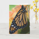 （昆虫）オオカバマダラ、モナーク カード (黄色い花)
