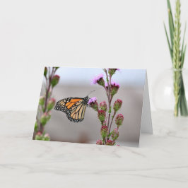 (昆虫)オオカバマダラ、モナーク カード