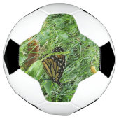 （昆虫）オオカバマダラ、モナーク サッカーボール (回転)