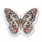 （昆虫）オオカバマダラ、モナーク シール (正面)