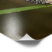 （昆虫）オオカバマダラ、モナーク フォトプリント            (角)