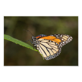 （昆虫）オオカバマダラ、モナーク フォトプリント           