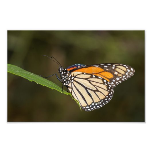 （昆虫）オオカバマダラ、モナーク フォトプリント            (正面)