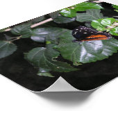 （昆虫）オオカバマダラ、モナーク ポスター (角)