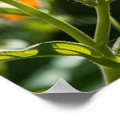 （昆虫）オオカバマダラ、モナーク ポスター (角)