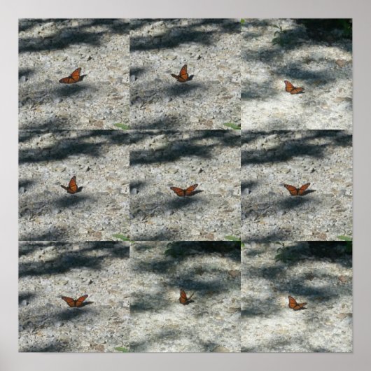 （昆虫）オオカバマダラ、モナーク ポスター (正面)