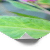 （昆虫）オオカバマダラ、モナーク ポスター (角)