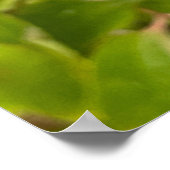 (昆虫)オオカバマダラ、モナーク ポスター (角)