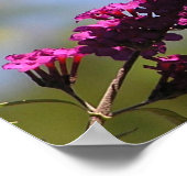 （昆虫）オオカバマダラ、モナーク ポスター (角)