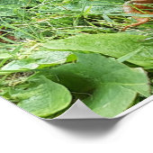 （昆虫）オオカバマダラ、モナーク ポスター (角)