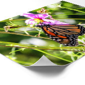 （昆虫）オオカバマダラ、モナーク ポスター (角)