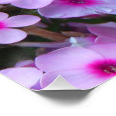 （昆虫）オオカバマダラ、モナーク ポスター (コーナー)