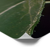 （昆虫）オオカバマダラ、モナーク ポスター (角)