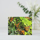 （昆虫）オオカバマダラ、モナーク ポストカード (スタンド正面)