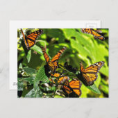 （昆虫）オオカバマダラ、モナーク ポストカード (正面/裏面)