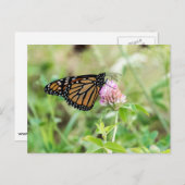 （昆虫）オオカバマダラ、モナーク ポストカード (正面/裏面)