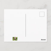 （昆虫）オオカバマダラ、モナーク ポストカード (裏面)