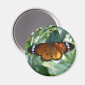 （昆虫）オオカバマダラ、モナーク マグネット (正面/裏面)