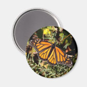 （昆虫）オオカバマダラ、モナーク マグネット (正面/裏面)