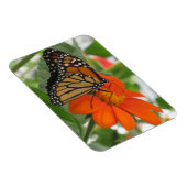 （昆虫）オオカバマダラ、モナーク マグネット (右側)