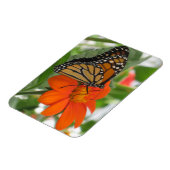 （昆虫）オオカバマダラ、モナーク マグネット (左側)