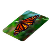 （昆虫）オオカバマダラ、モナーク マグネット (左側)