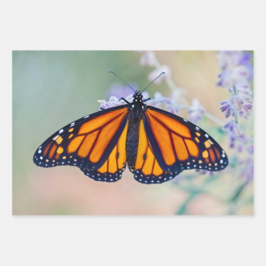 （昆虫）オオカバマダラ、モナーク ラッピングペーパーシート (正面)