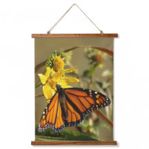 (昆虫)オオカバマダラ、モナーク