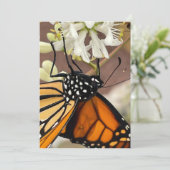 （昆虫）オオカバマダラ、モナーク 招待状 (スタンド正面)