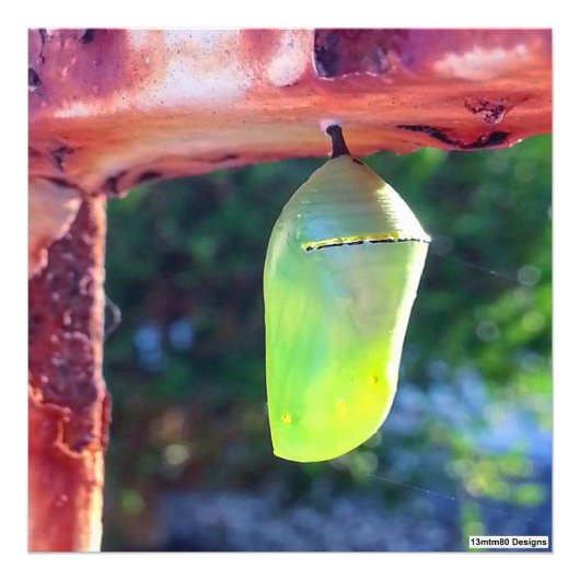 (昆虫)オオカバマダラ、モナークChrysalis 2018 – フォトプリント フォトプリント (正面)