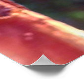 （昆虫）オオカバマダラ、モナークChrysalis 2018 – ポスター (角)