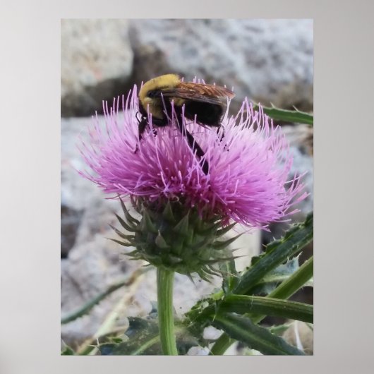 (昆虫)マルハナバチが紫色のアザミの花を収穫する ポスター (正面)