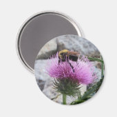 (昆虫)マルハナバチが紫色のアザミの花を収穫する マグネット (正面/裏面)