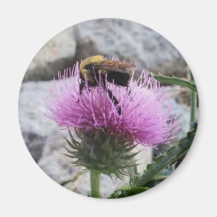 (昆虫)マルハナバチが紫色のアザミの花を収穫する マグネット