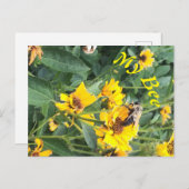 （昆虫）マルハナバチが黄色い花を受粉 インビテーションポストカード (正面/裏面)