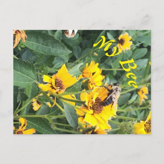 （昆虫）マルハナバチが黄色い花を受粉 インビテーションポストカード (正面)