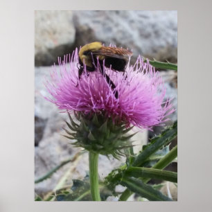 (昆虫)マルハナバチで紫のアザミウマの花を収穫 ポスター