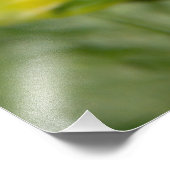 （昆虫）マルハナバチと白いダリアの写真 フォトプリント            (角)