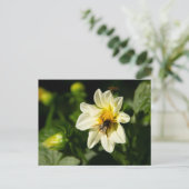 （昆虫）マルハナバチと白いダリアの写真 ポストカード (スタンド正面)