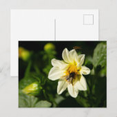 （昆虫）マルハナバチと白いダリアの写真 ポストカード (正面/裏面)