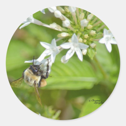 （昆虫）マルハナバチと花 ラウンドシール (正面)